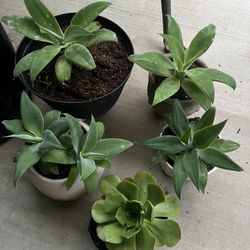 Many Fox tail agaves