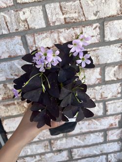 Purple Clovers