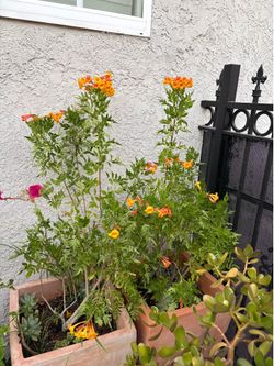 Orange jubilee tree in plastic pot