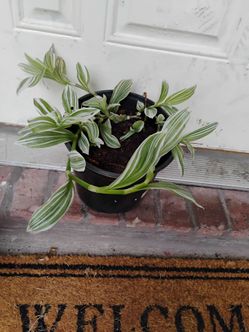 Tradescantia variegated plant