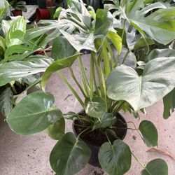 Monstera