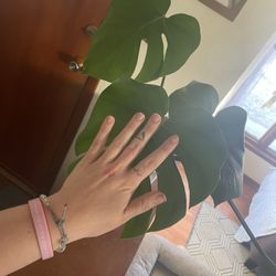 Monstera Clippings 