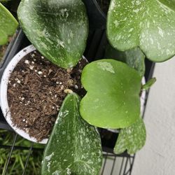 Hoya Kerrii Splash 