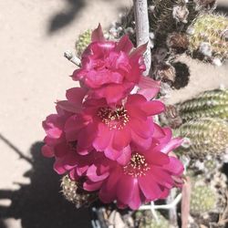 Beautiful Cactus Plant.