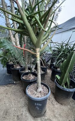 Medusa Tree Aloe
