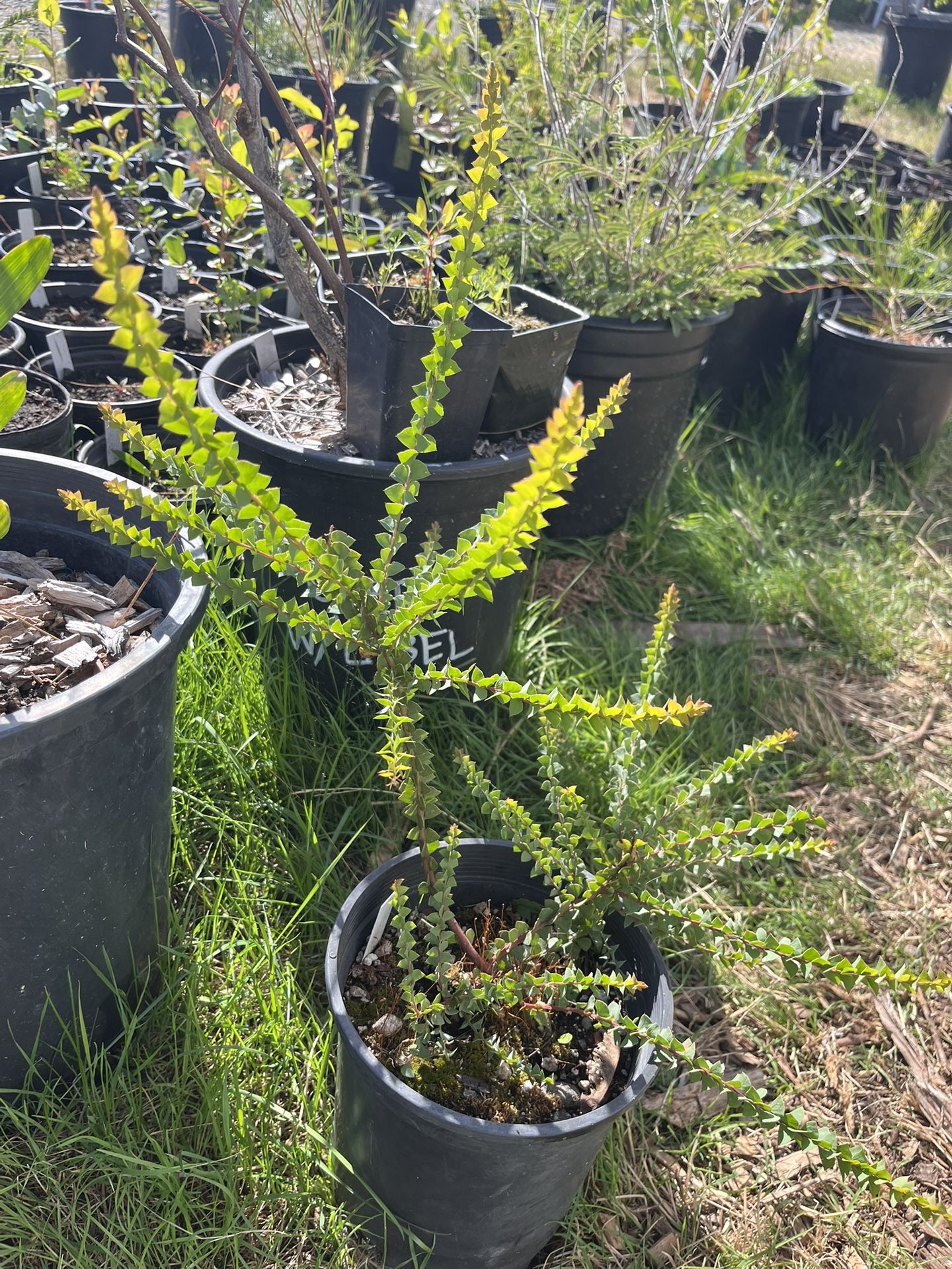 Acacia pravissima Plant - 1 Gallon Potted Live Plant
