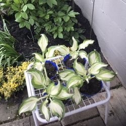 Hostas $5.00 Each