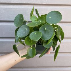 6” pilea money plant