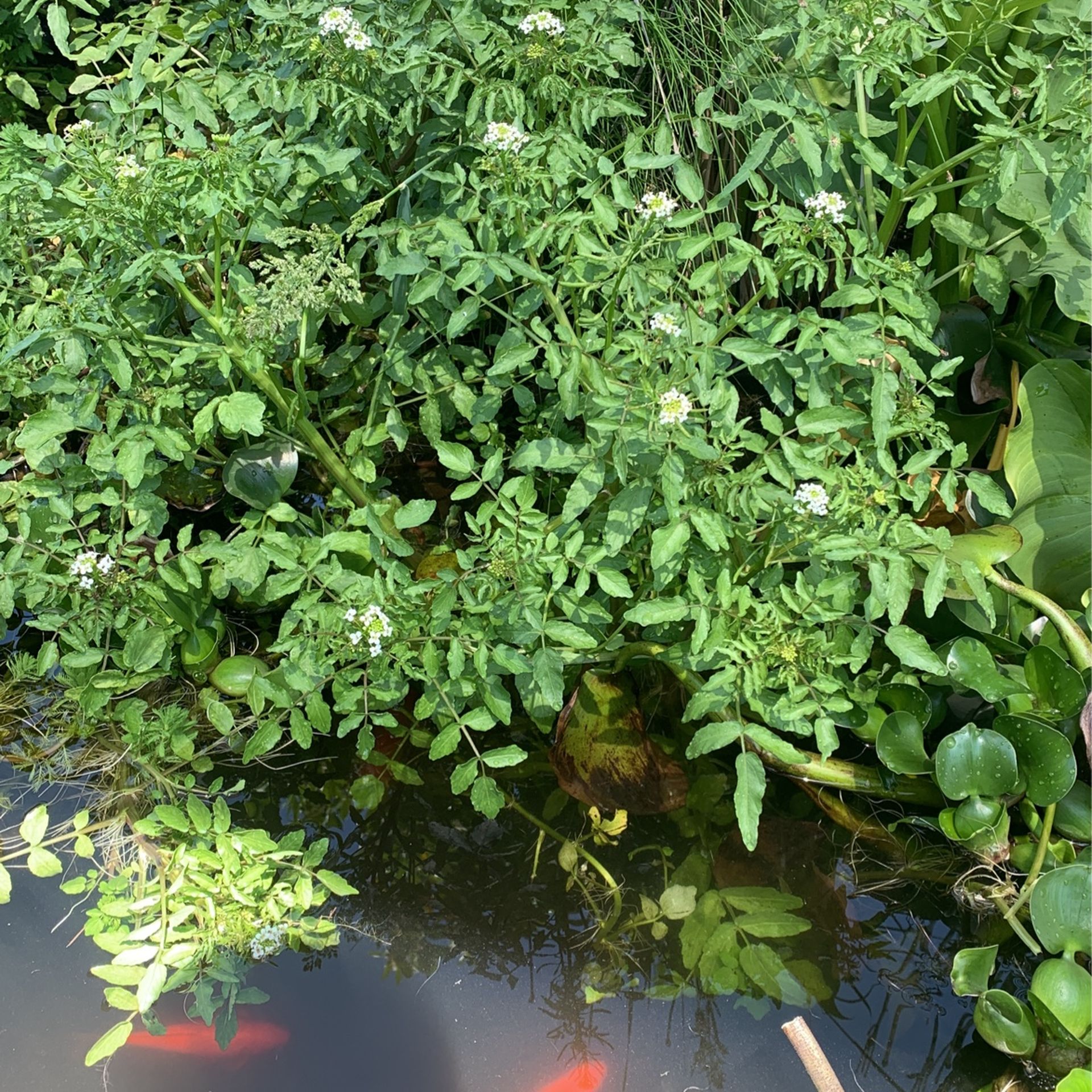 Pond Plants (watercress & Water Hyacinth)