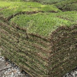 Grass Sod 