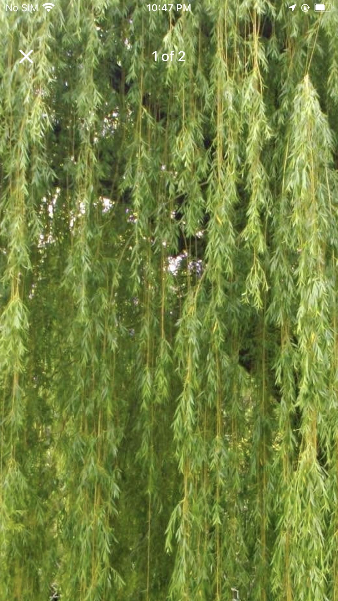 WEEPING WILLOW TREES & Many Other Plants 