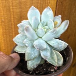 Echeveria Succulent