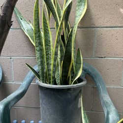 Mother in Law Plant
