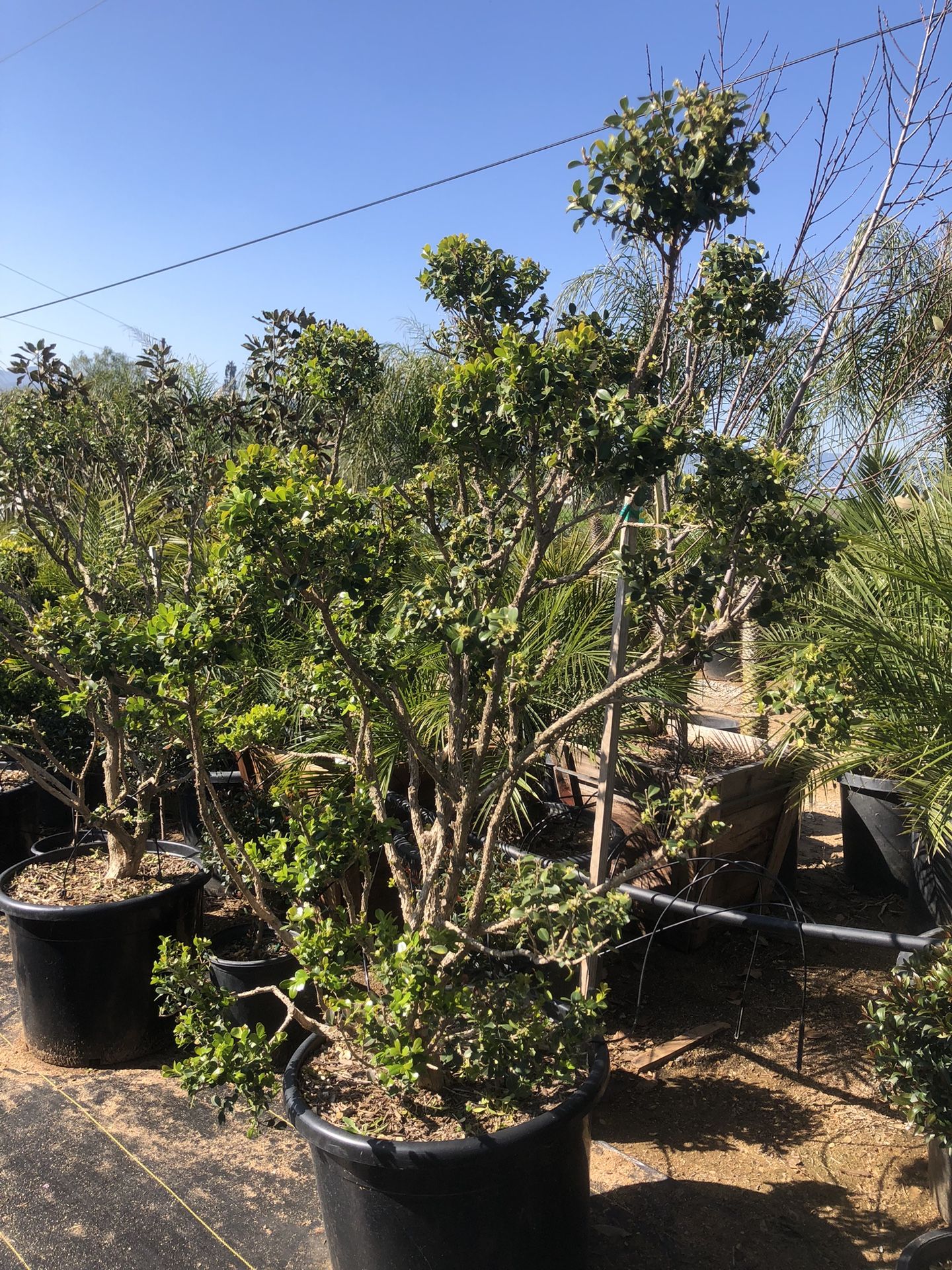 Boxwood Topiary Bonsai