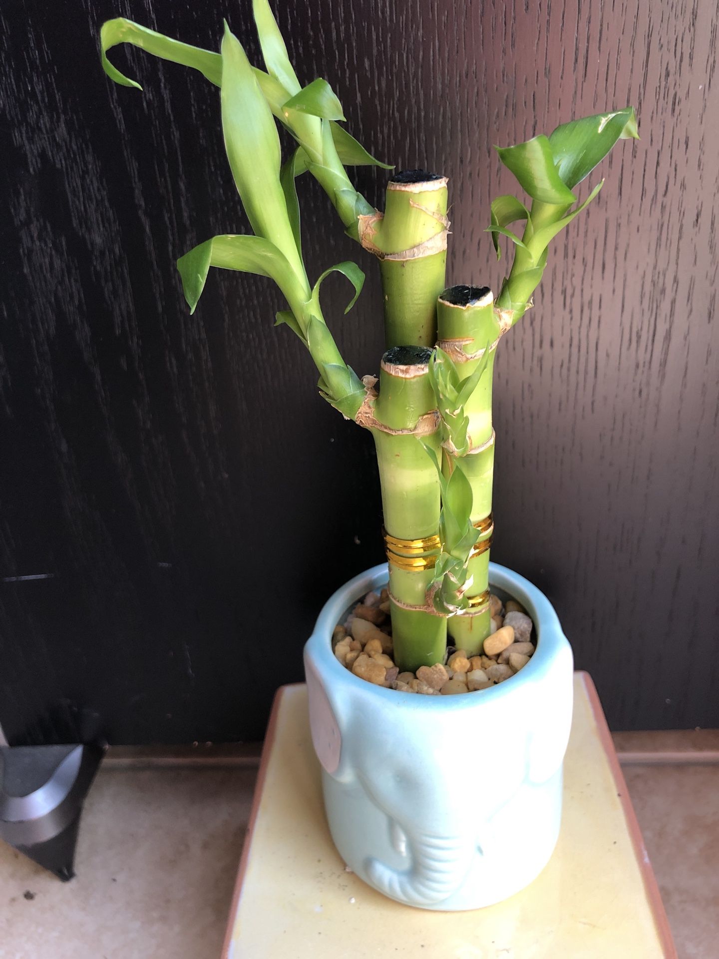Lucky Bamboo With Nice Ceramic Vase Live Plant Indoor