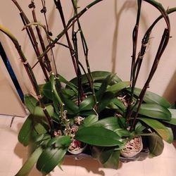Orchids Box Of 5.. To regrow and bloom....