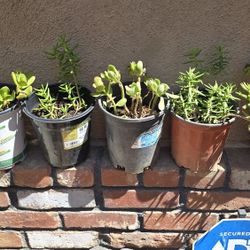 Plants 