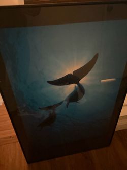 Framed Whale Underwater Photography Print