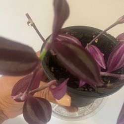 Tradescantia Zebrina surrounds tradescantia pink paradise in 4” pot