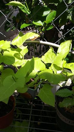 Sweet potato vine
