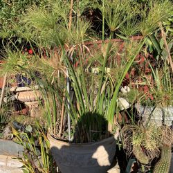 15 Gallons Decorative Pot Papyrus Plant .
