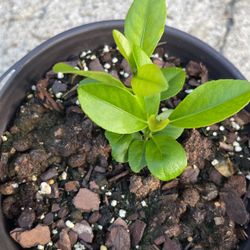 Tangerine Tree