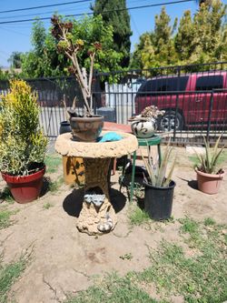 Plant sale starts today!!!! Everything is for sale!!!!!