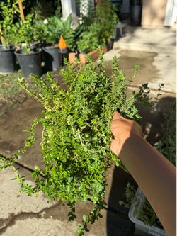 Bushy Thyme Herbs Plant / ready for harvest