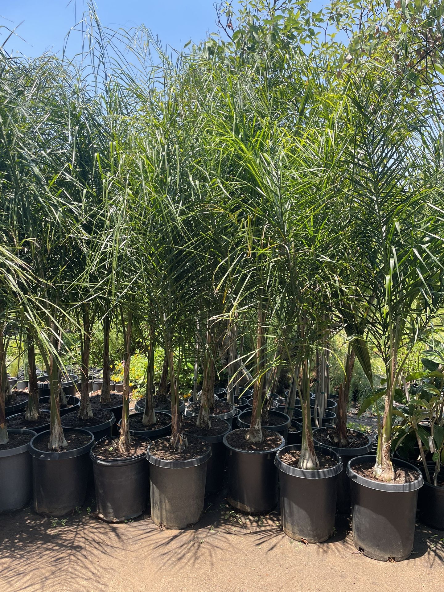 Queen Palm Trees- 15 Gallon Size- Approximately 6-8 Feet Tall