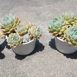 succulent plants