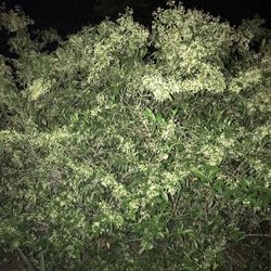 Night Blooming Jasmine , Blue Butterfly Bush & More  