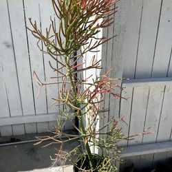 5ft Fire Stick Cactus 