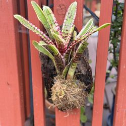 Magenta Splattered Bromeliad Mounted On Thick Bark