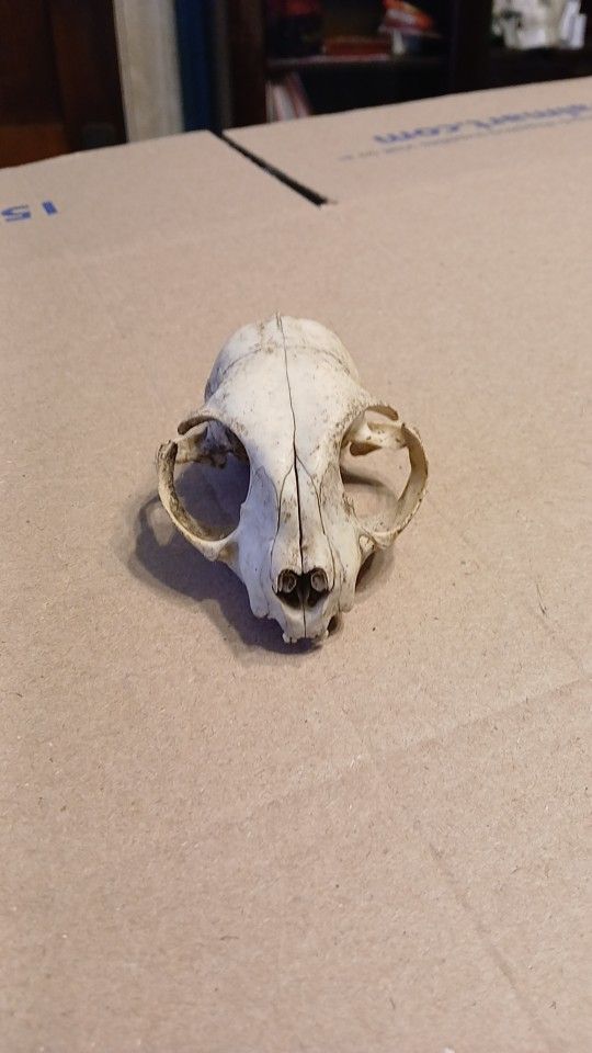 Cat Skull