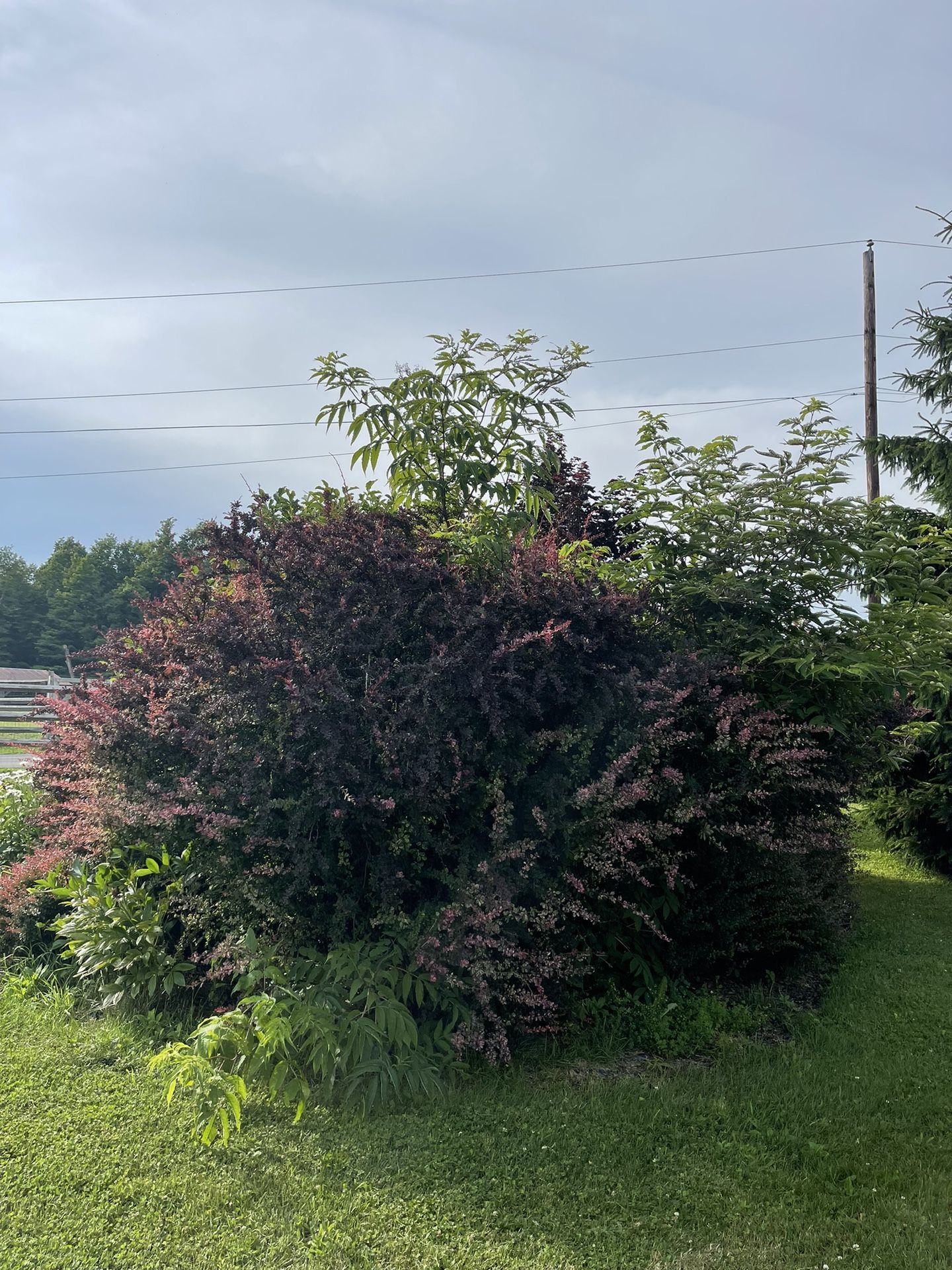 FREE Plants