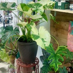 Visit Our Little Plant Shop – A Green Paradise Awaits! 🌿