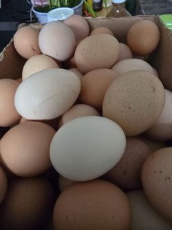 fresh eggs from my backyard chickens