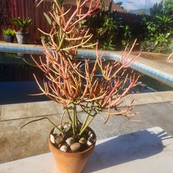 Fire Stick Suculent Plant 