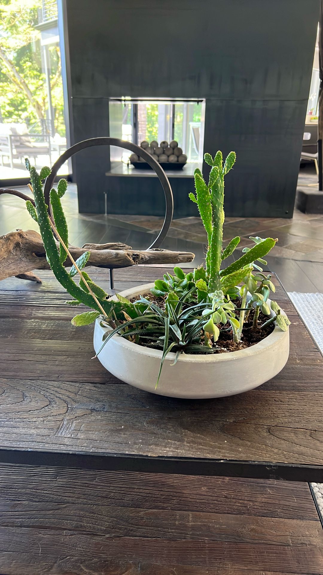 Succulent Plants