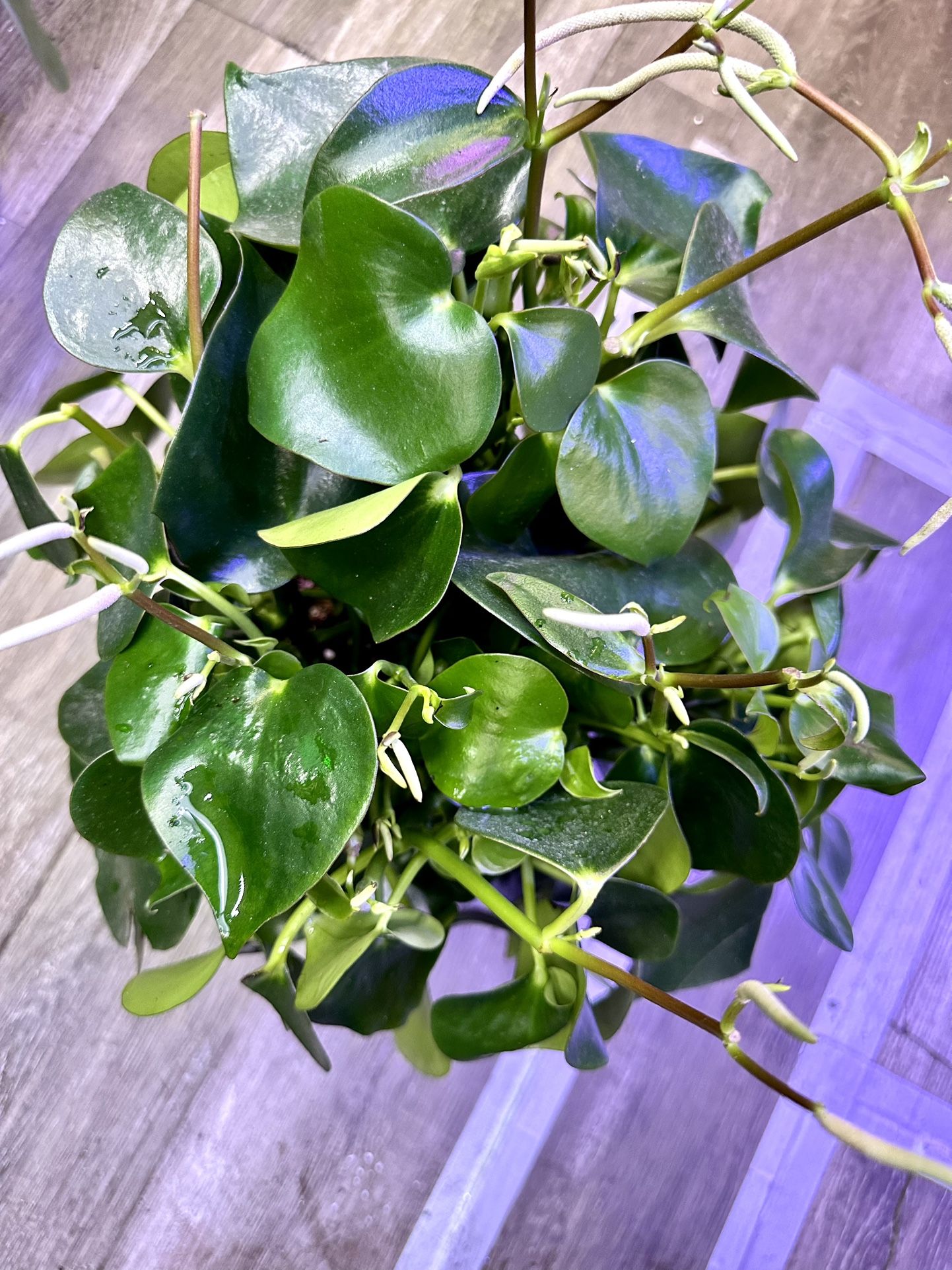Big And Full 8” Pot Owl Eye Peperomia Plant With Flower