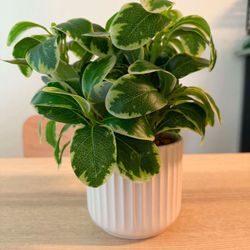 Faux plant