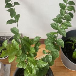 Wondering Jew, Jasmin Plant Or Mosquito Plant 🪴 