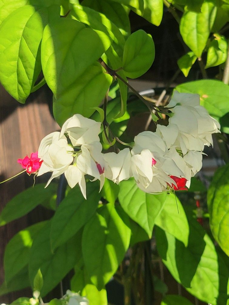 Bleeding Heart Vine Baby Plant!
