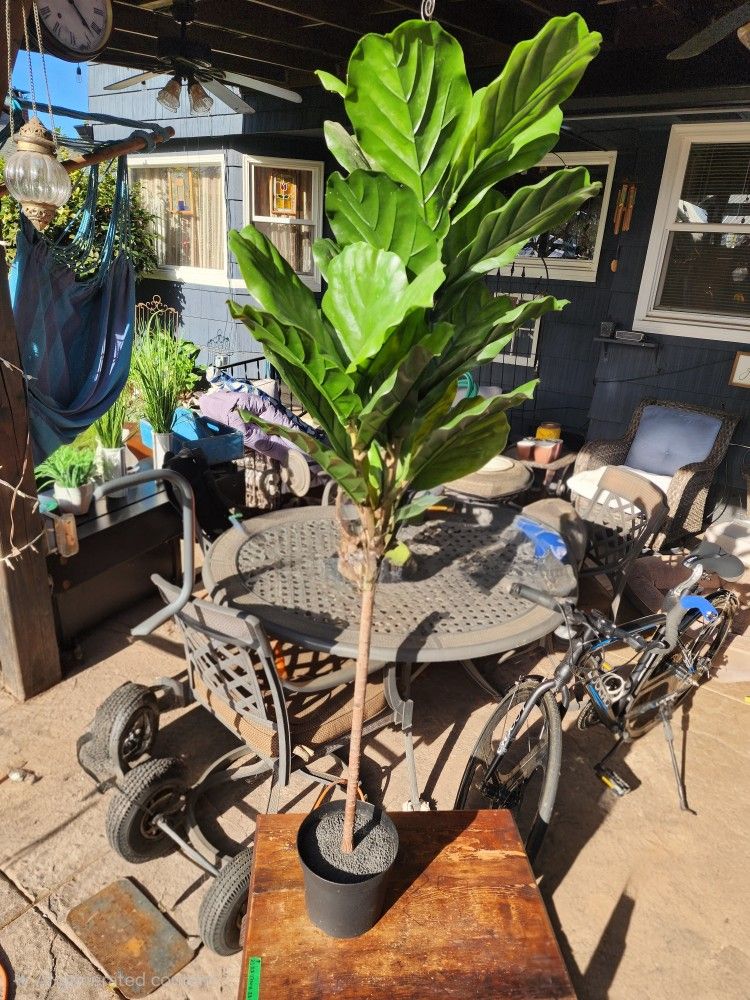 FEJKA Artificial potted plant, indoor/outdoor fiddle-leaf fig, 7 ½ "