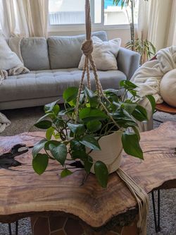 Jade Pothos Plant with Ceramic Pot and Macrame