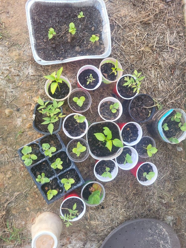 Watermelon Plant Seeded Organic