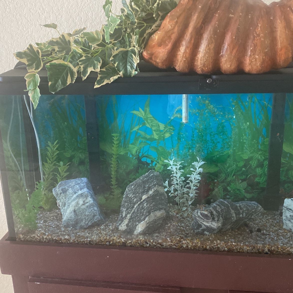 Fresh Water Fish Tank 