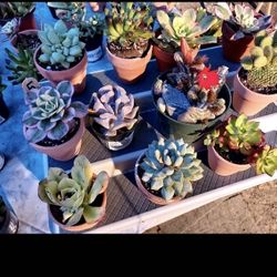 $3 & $5 SUCCULENT Sale. SAN LORENZO SUNDAY SALE
