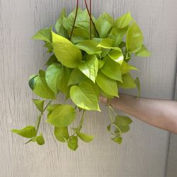 6” Neon Pothos 