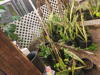 Bulk Snake Plants. 50 Pots. Some Large Some  Medium